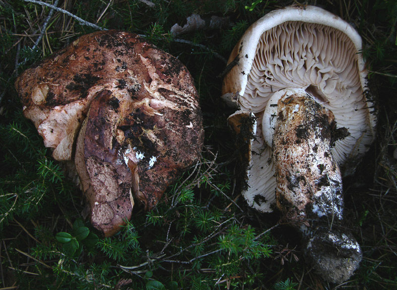 Tricholoma colossus.